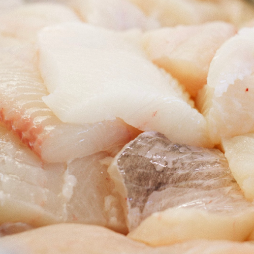Halibut