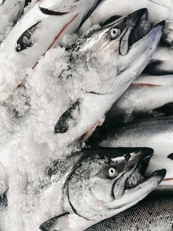 Coho Salmon